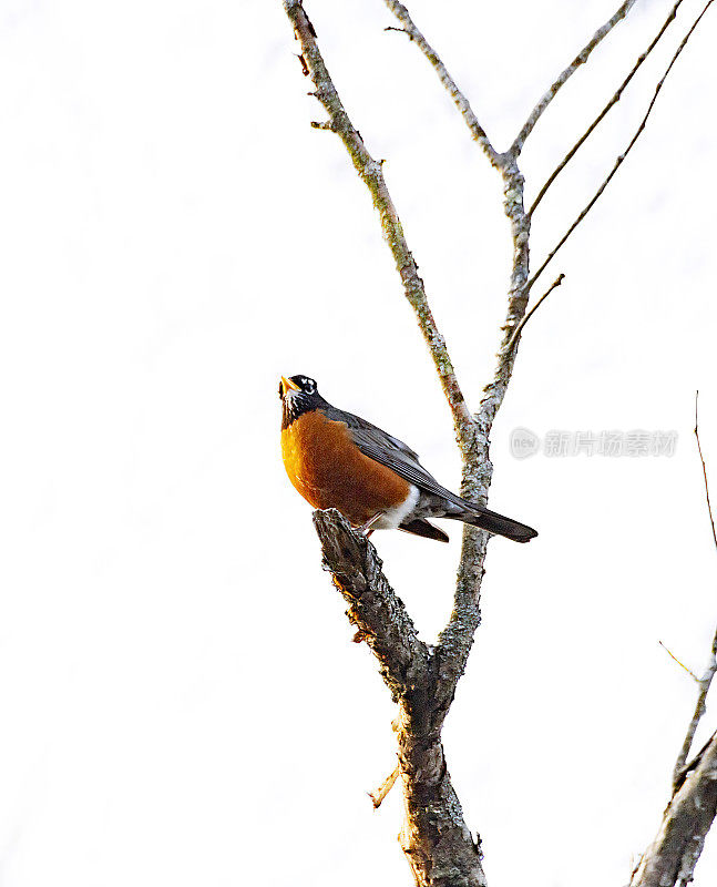 美洲知更鸟(Turdus migratorius)在枝上-从下